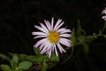 Climbing aster